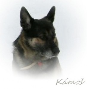 90001kamos--2-.jpg