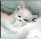 cica-mrka.gif