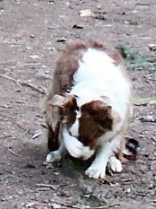img_6002-----kopie.jpg
