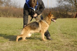 ztracena-bailey.jpg