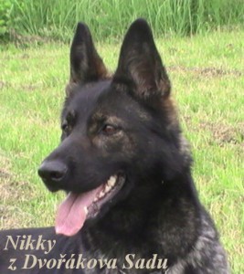 nikky-v-jpg.jpg