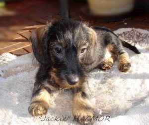 jackie--2-.jpg