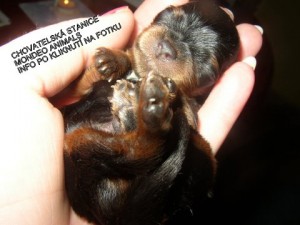 klucik-nar.-8.3.2012-rodice-heidy-a-frederiko-nic-nak-mondeo-a.-001-2.jpg