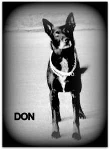 don-2.jpg