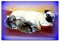mops-2.jpg
