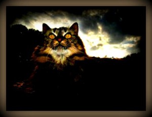 magic-cat-2.jpg