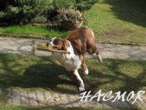084hacmor20080330.jpg
