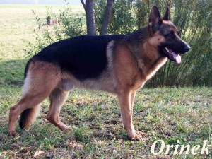 orin-008.jpg