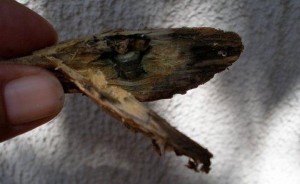 nalez-ve-dreve-2.jpg