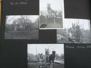 alma--arko--dzimina.jpg
