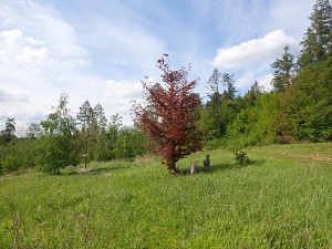 p5051008.jpg