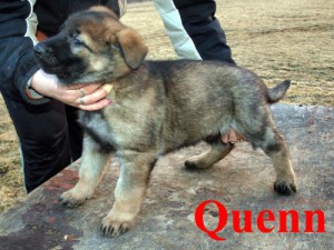 quenn.jpg