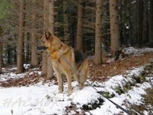 074hacmor20071118.jpg