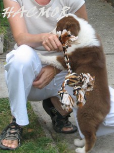 085hacmor20070827.jpg